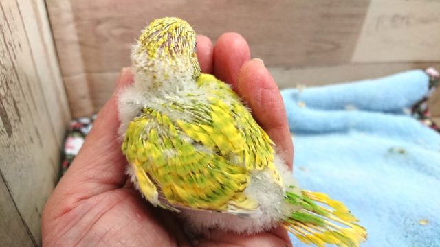 セキセイインコ