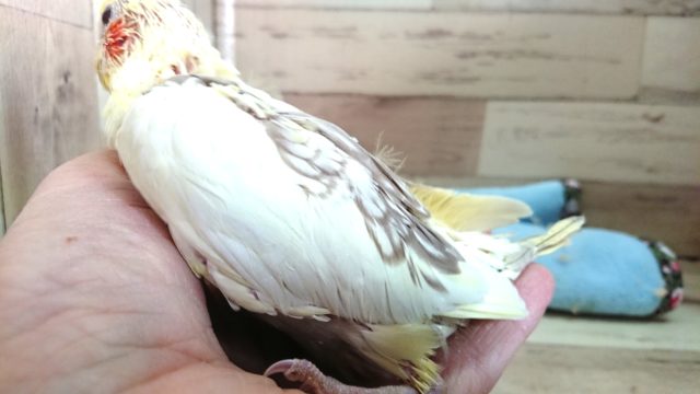 オカメインコ