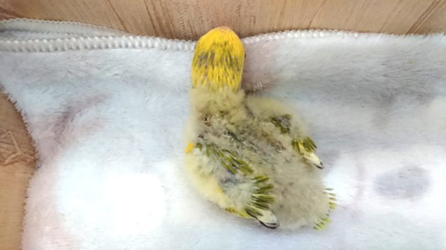 最新動画あり!安定の個性!コザクラインコ、タイガーチェリーになります〜〜 コザクラインコ(小桜インコ)
