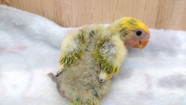 最新動画あり!安定の個性!コザクラインコ、タイガーチェリーになります〜〜 コザクラインコ(小桜インコ)