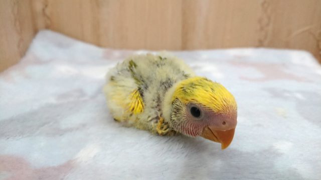 最新動画あり!安定の個性!コザクラインコ、タイガーチェリーになります〜〜 コザクラインコ(小桜インコ)