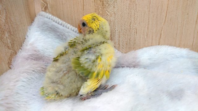 最新動画あり!安定の個性!コザクラインコ、タイガーチェリーになります〜〜 コザクラインコ(小桜インコ)