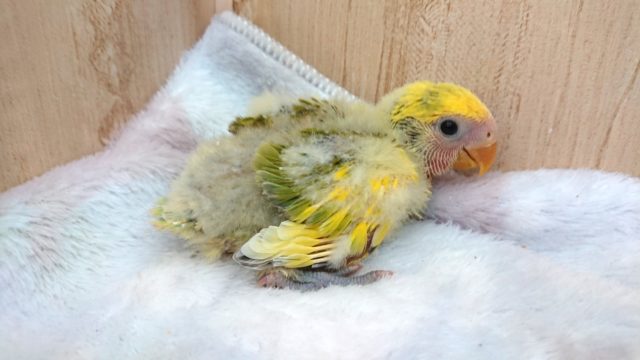 最新動画あり!安定の個性!コザクラインコ、タイガーチェリーになります〜〜 コザクラインコ(小桜インコ)