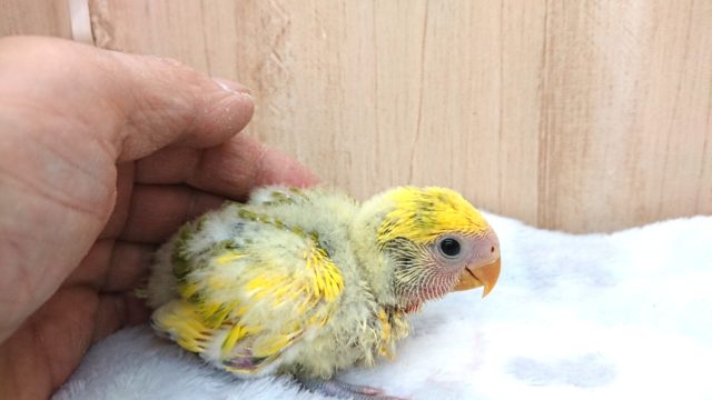 最新動画あり!安定の個性!コザクラインコ、タイガーチェリーになります〜〜 コザクラインコ(小桜インコ)