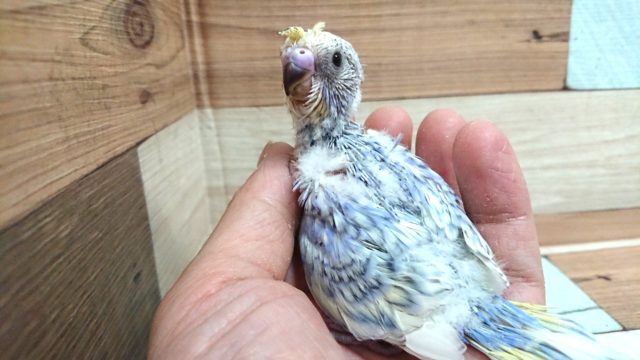 梵天セキセイインコ
