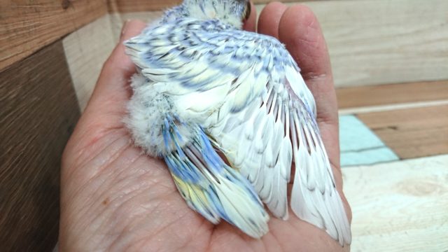 梵天セキセイインコ
