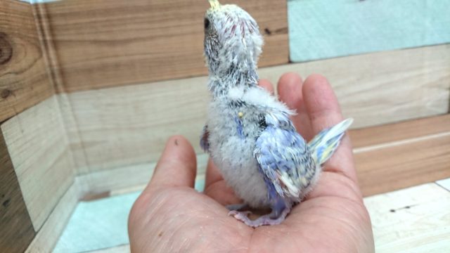 梵天セキセイインコ
