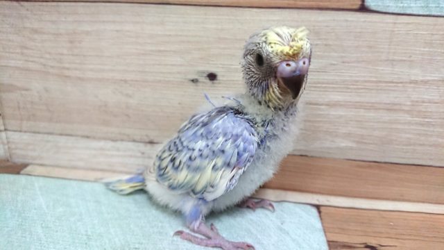 梵天セキセイインコ