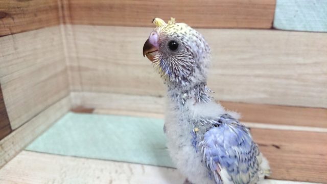 梵天セキセイインコ