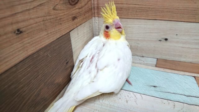 オカメインコ