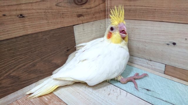 オカメインコ
