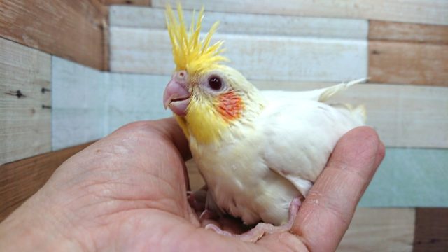オカメインコ