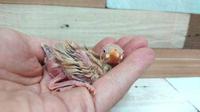 シナモン文鳥