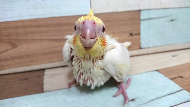 オカメインコ