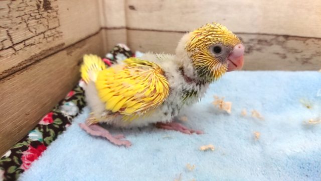 セキセイインコ