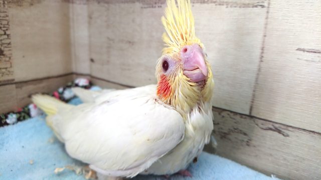 オカメインコ
