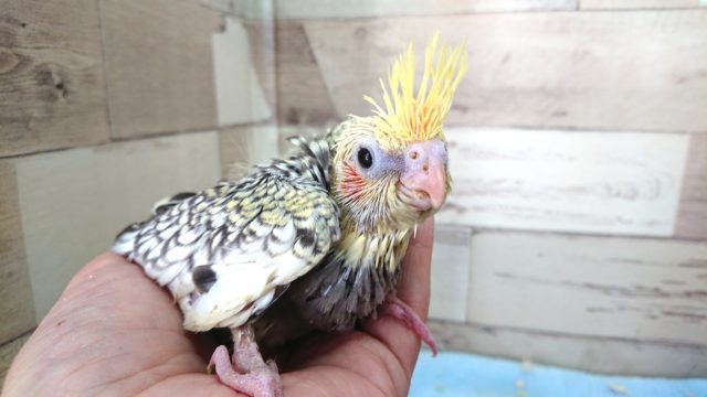 オカメインコ