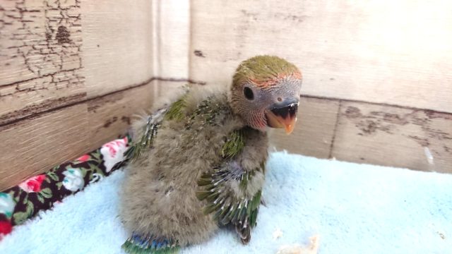 コザクラインコ（小桜インコ）