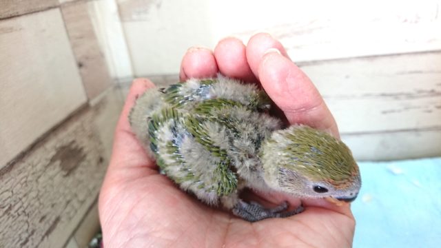 コザクラインコ（小桜インコ）