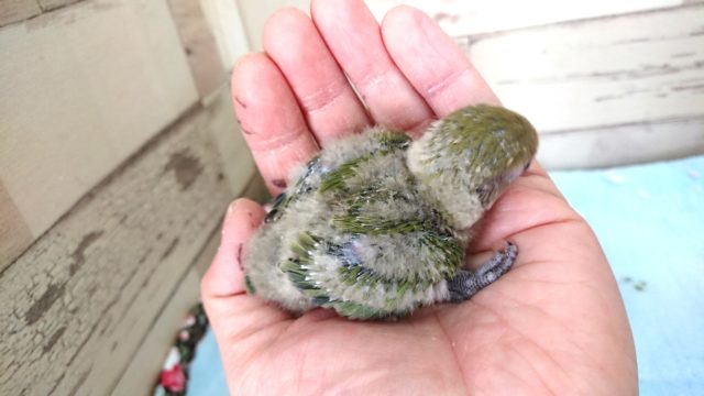 コザクラインコ（小桜インコ）