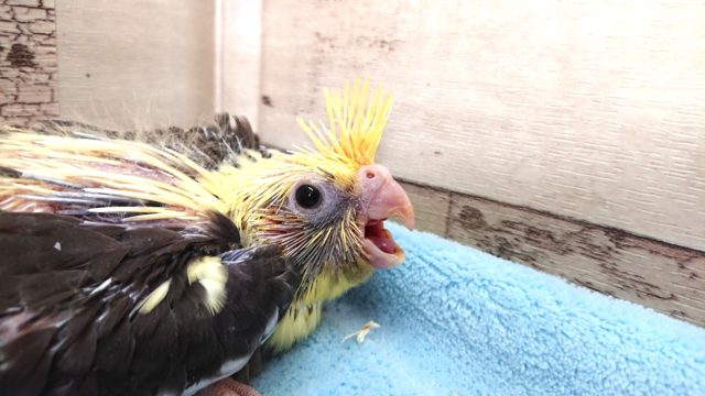 オカメインコ