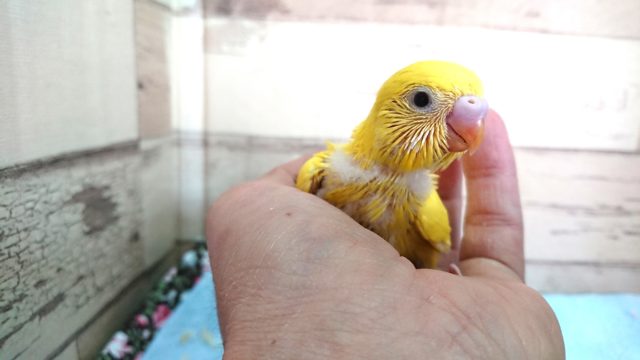 セキセイインコ