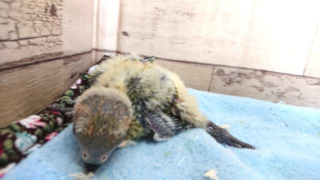 コザクラインコ（小桜インコ）