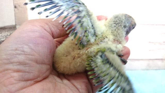 コザクラインコ（小桜インコ）