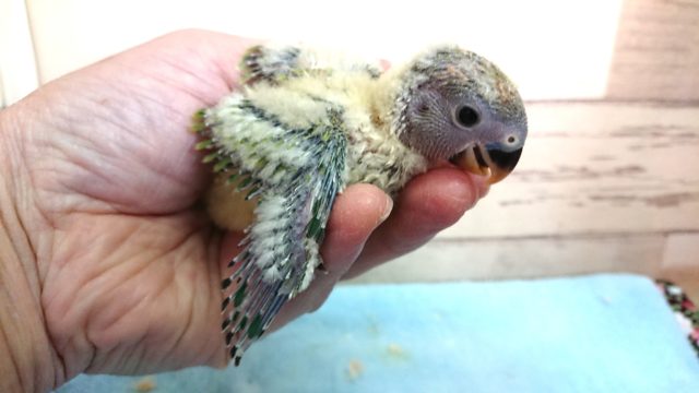 コザクラインコ（小桜インコ）