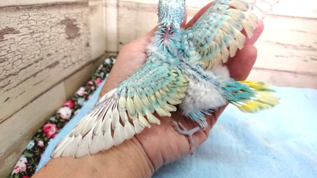 セキセイインコ