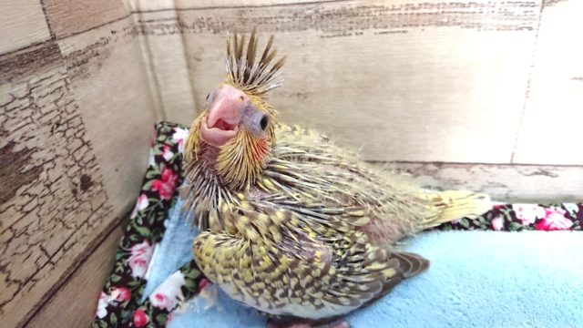 オカメインコ