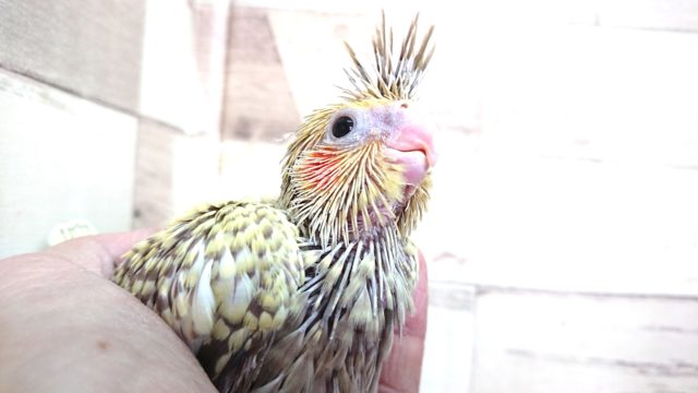 オカメインコ
