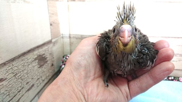 安定の人気もの~オカメインコ ノーマル 2021 3月25日 オカメインコ