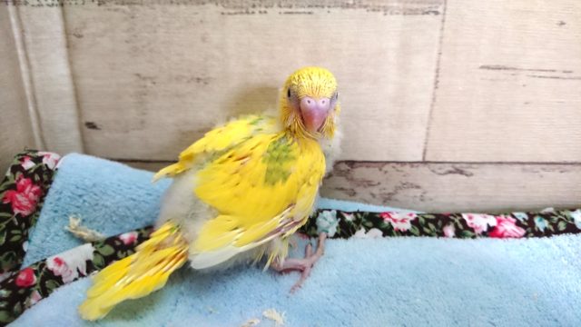 セキセイインコ