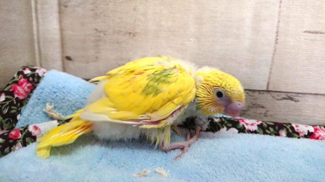 セキセイインコ