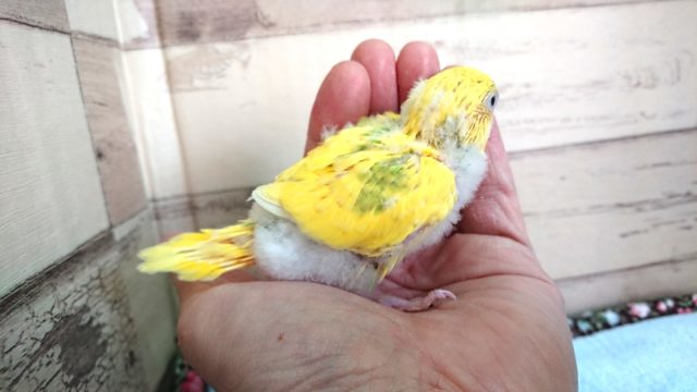 セキセイインコ