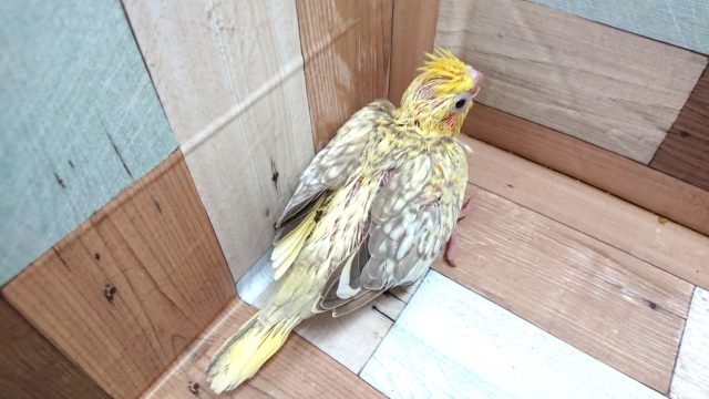オカメインコ