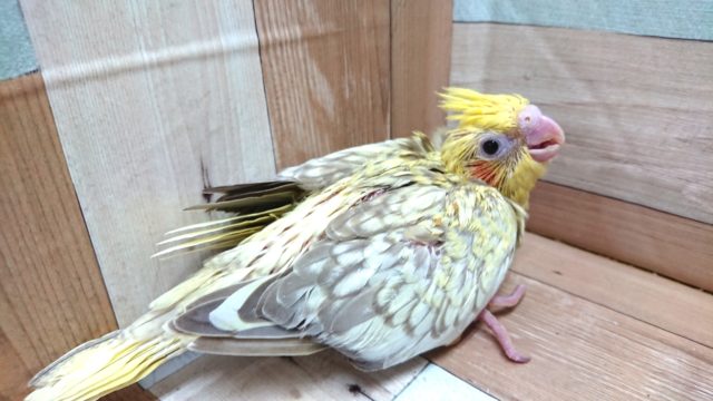 オカメインコ