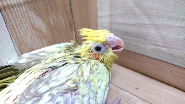 オカメインコ