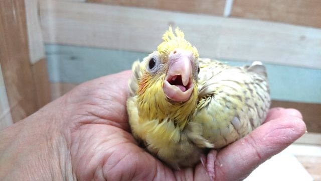オカメインコ