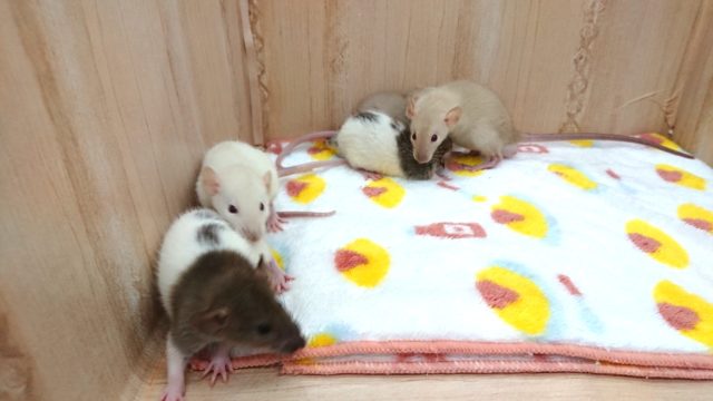 ファンシーラット