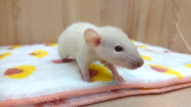 ファンシーラット