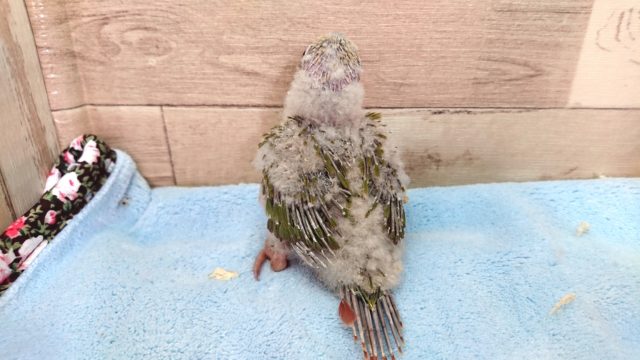 アカオウロコインコ