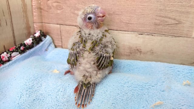 アカオウロコインコ