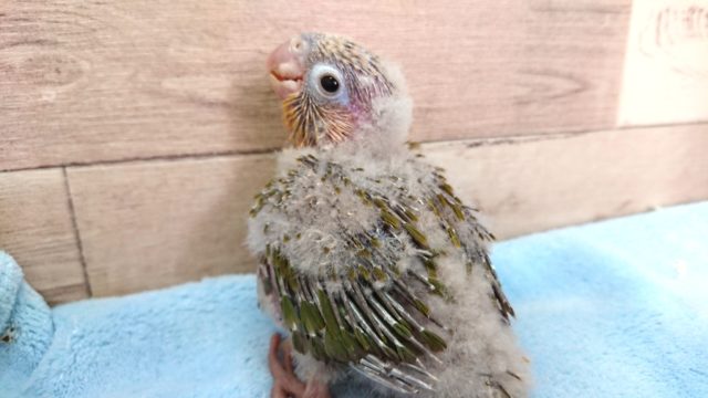 アカオウロコインコ