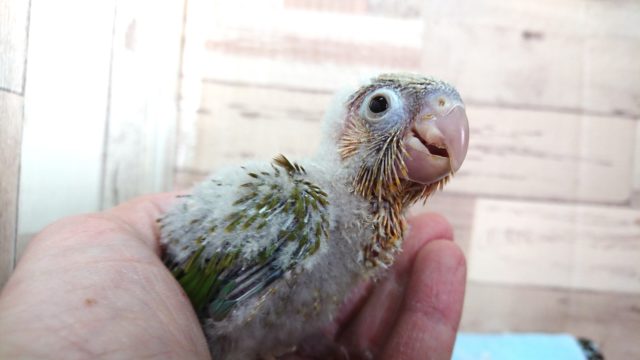 アカオウロコインコ