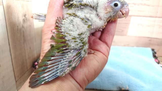 アカオウロコインコ