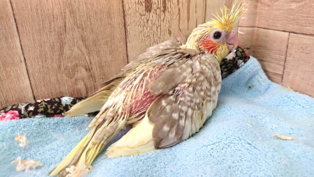 オカメインコ