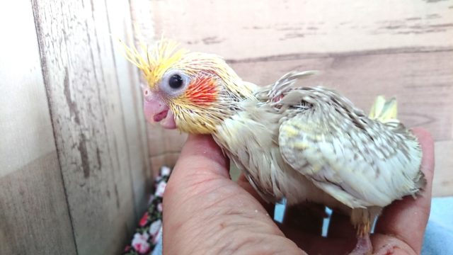 オカメインコ