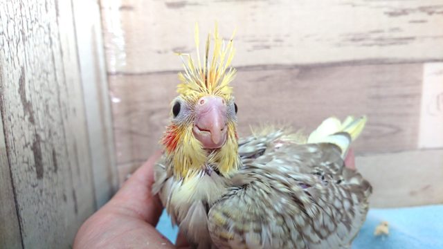オカメインコ